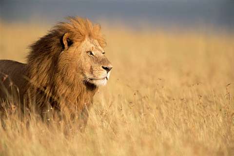 A medida que envejecen, los leones cambian su comportamiento social según el sexo