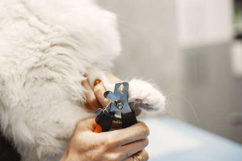 ¿Cómo cortarle las uñas a un gato? Estos son algunos consejos