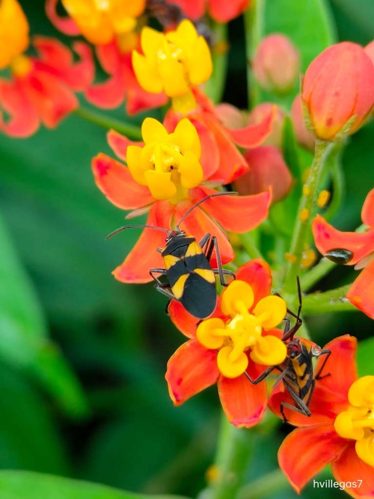 Se trata de una de las más de 100 especies de insectos reportadas en el portal Naturalia en El Guaviare.