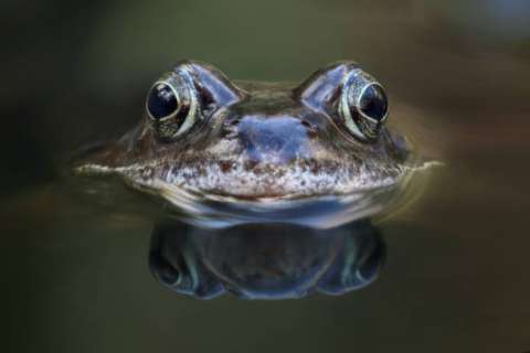Las ranas hembra parecen fingir la muerte para evitar sexualmente al macho indeseado
