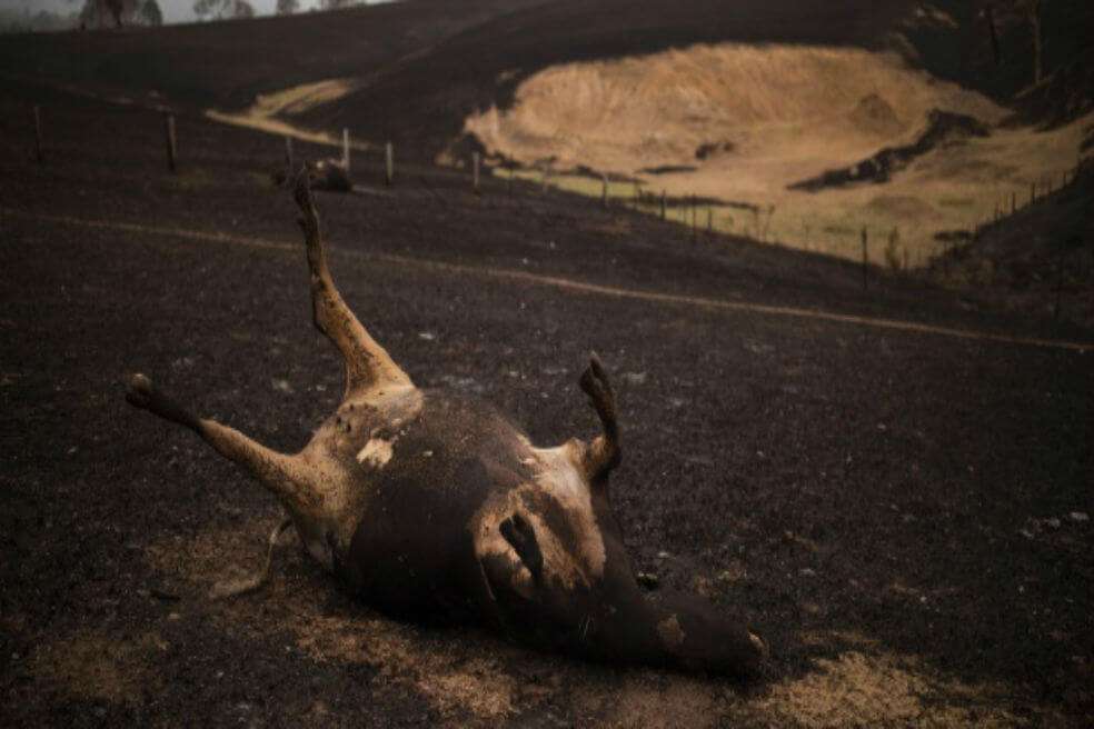 El cadáver de una vaca muerta en un incendio forestal.  / EFE/EPA/SEAN DAVEY
