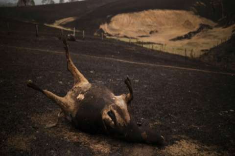 480 millones de animales son víctimas de los incendios en Australia