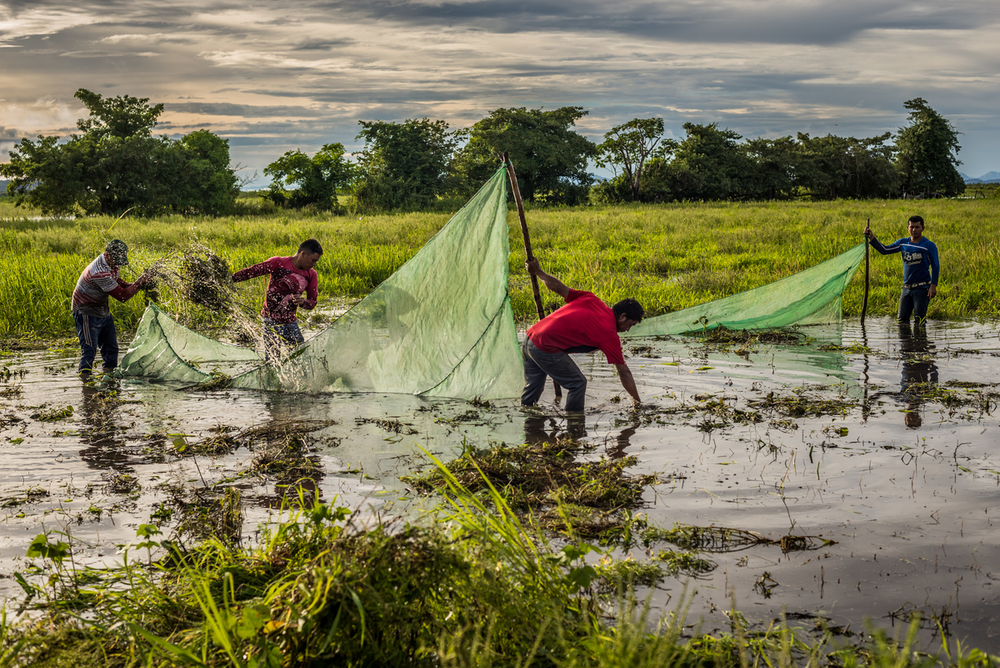 La pesca de peces ornamentales es una de las actividades económicas de las comunidades pesqueras del río Orinoco.