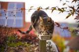 ¿Cómo ven el mundo los gatos? Los misterios de la visión felina