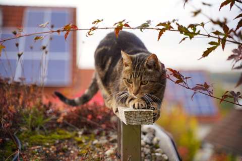 ¿Cómo ven el mundo los gatos? Los misterios de la visión felina