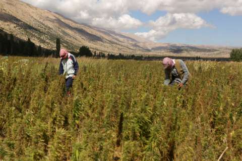 Cannabis medicinal, una industria que también busca aliviar a un Puerto Rico en bancarrota