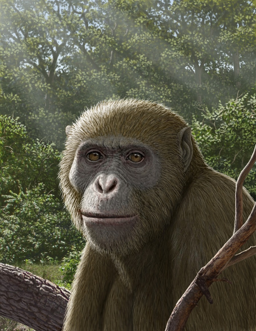 Esta evidencia sugiere que los hominoideos podrían haberse originado durante el Mioceno temprano en la poco explorada parte nororiental de Afro-Arabia, en lugar de en África oriental o Eurasia. /Shorouq F. Al-Ashqar et al