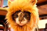 Once divertidos disfraces para animales