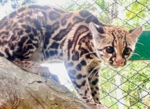 Rescatan a tigrillo que era mantenido como mascota en una vivienda de Rionegro
