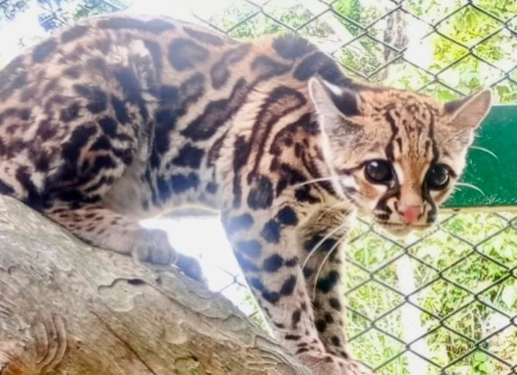 Rescatan a tigrillo que era mantenido como mascota en una vivienda de Rionegro