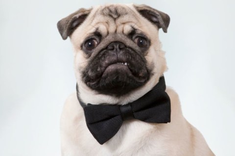 ¿Qué es lo que más se vende para perros y gatos en Colombia?
