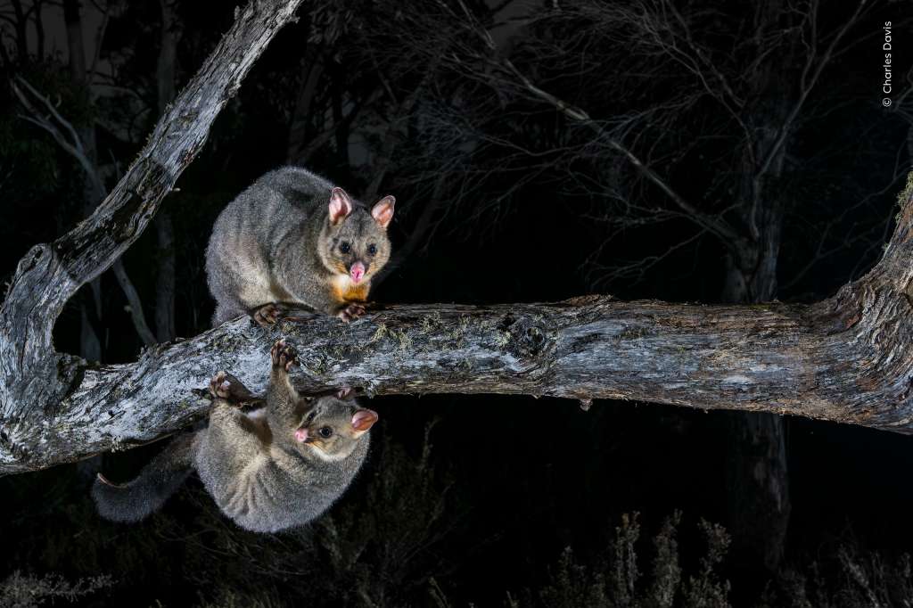 Una cría de zarigüeya de cola de cepillo imita a su madre trepando por una rama mientras busca alimento.
