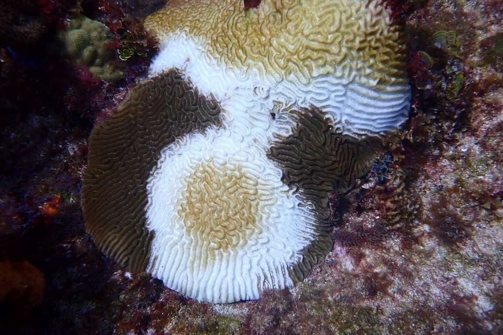 La pérdida de estos corales afecta la salud del arrecife coralino, además de que tiene un impacto en los servicios ecosistémicos que provee el arrecife.