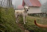 Denuncian agresión e intimidaciones contra fundación de animales en Cundinamarca