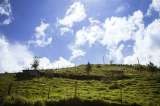 Buenas noticias: en Colombia encuentran siete nuevas especies para la ciencia