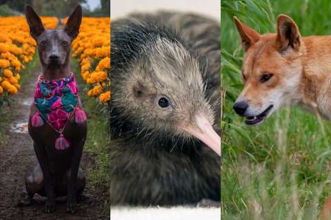 Test: ¿a qué país pertenece el animal?