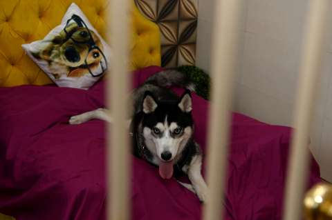 Fotos: Así es el extravagante hotel de lujo para perros