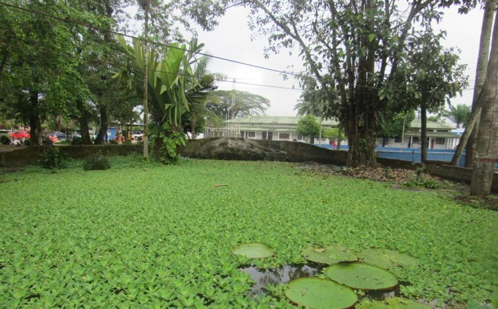 En el humedal del Parque Santander de Leticia se encontró lechuga de agua, una planta que ha desplazado a la nativa Victoria amazónica.