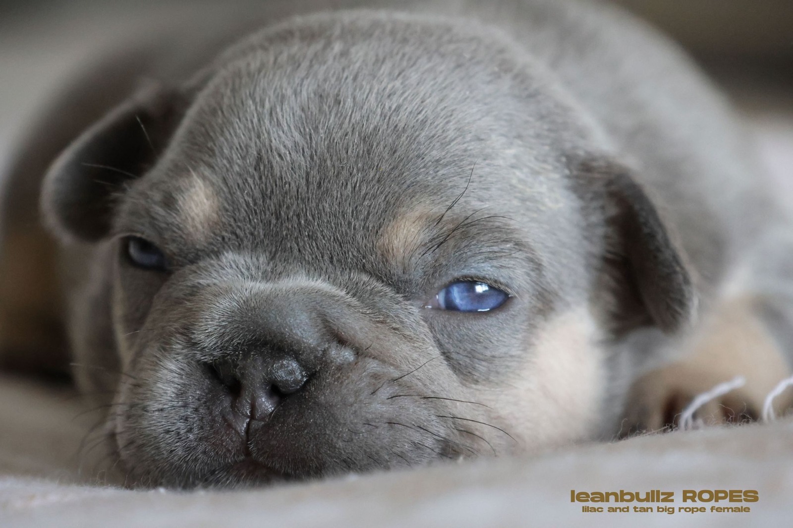¡Ojo! Lo que debes tener en cuenta a la hora de adoptar un bulldog francés