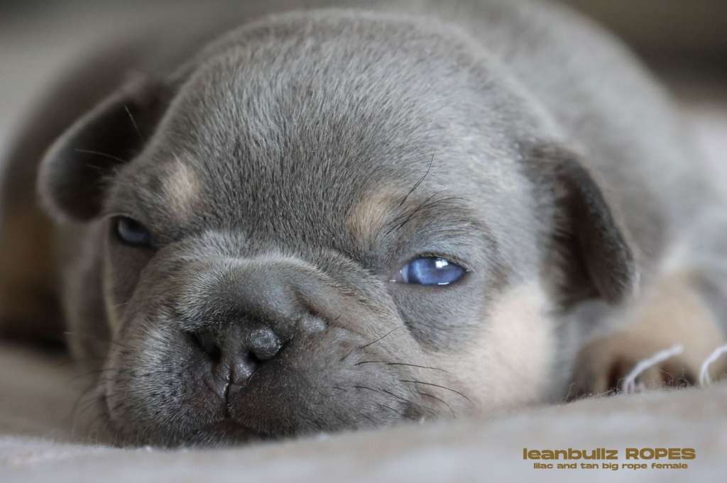 ¡Ojo! Lo que debes tener en cuenta a la hora de adoptar un bulldog francés