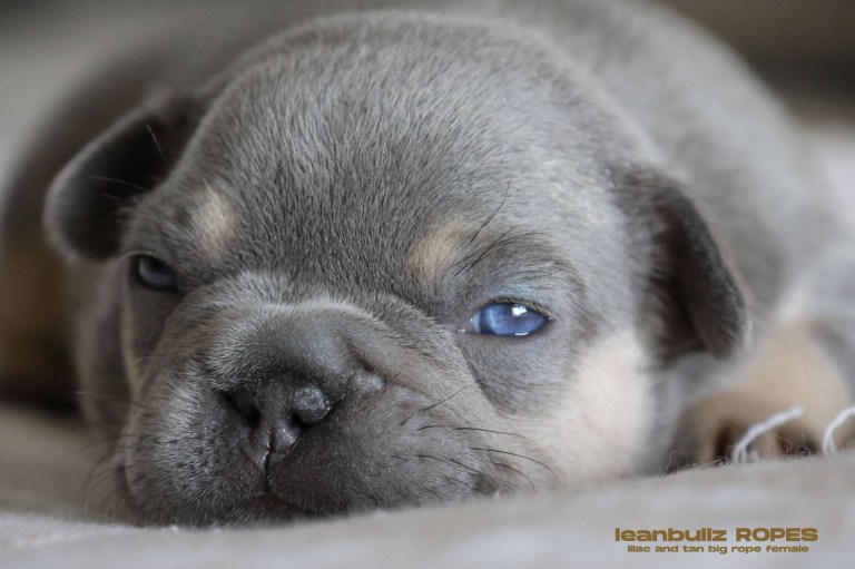 ¡Ojo! Lo que debes tener en cuenta a la hora de adoptar un bulldog francés