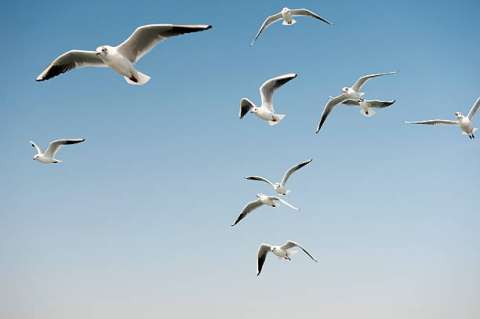 Las gaviotas eligen qué comer observando lo que comen los humanos