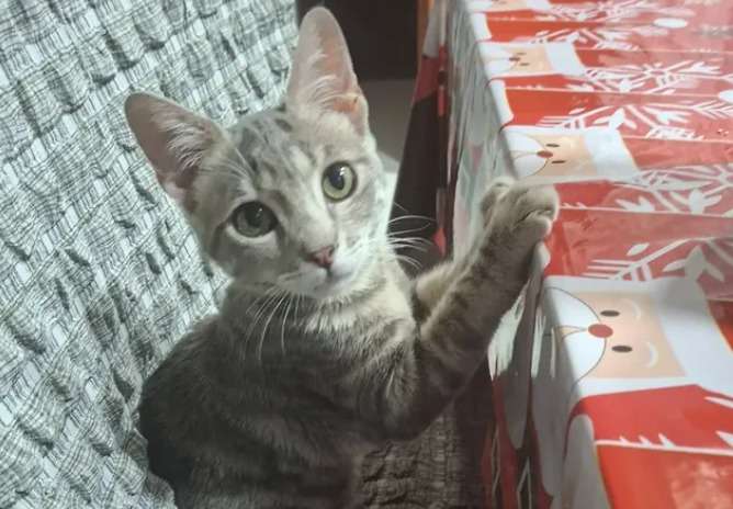 A Filipa de tres meses la devolvieron al refugio por subirse a la mesa: busca un hogar