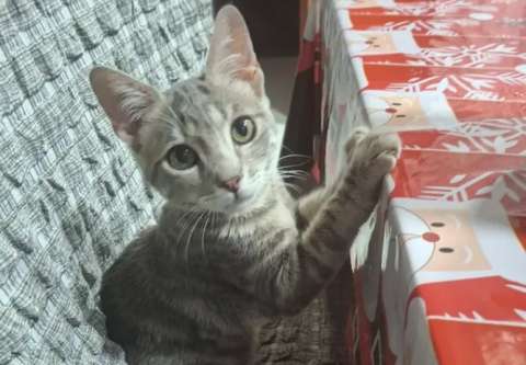 A Filipa de tres meses la devolvieron al refugio por subirse a la mesa: busca un hogar