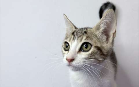 Gatos y bebés: consejos para una convivencia saludable y armoniosa