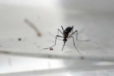 Autorizan primera prueba comercializable para detectar el zika