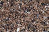 Bolivia garantiza a Brasil proceso justo para hinchas del Corinthians