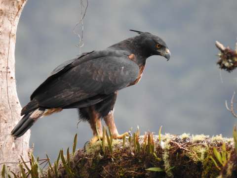 Cazadores iban por un águila real, pero lo que encontraron cambió sus vidas