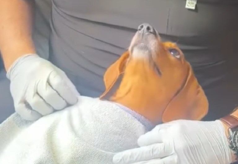 Así fue la reacción de un perrito por primera vez en el veterinario, ¿por qué sienten miedo?
