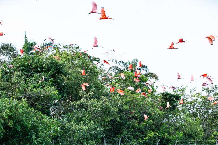 Orocue Casanare