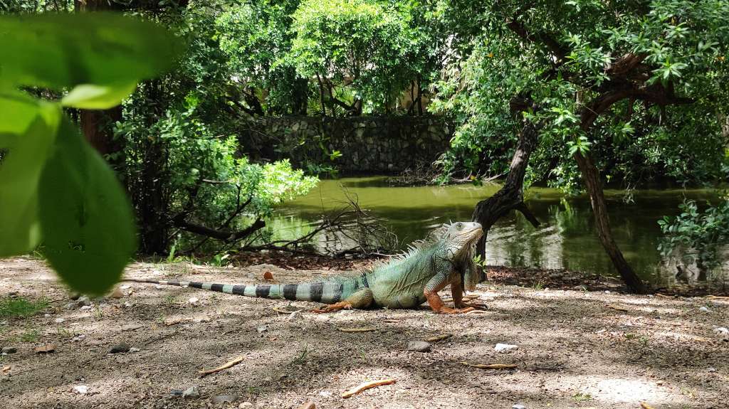 Uno de los recursos más importantes que tiene Irotama es la presencia del humedal “Lago de las Iguanas”.