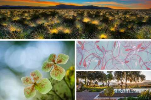 Las fotografías de los mejores jardines de este año
