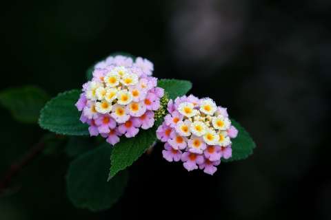 Cinco plantas que cambian de color: ¿por qué y cómo lo hacen?
