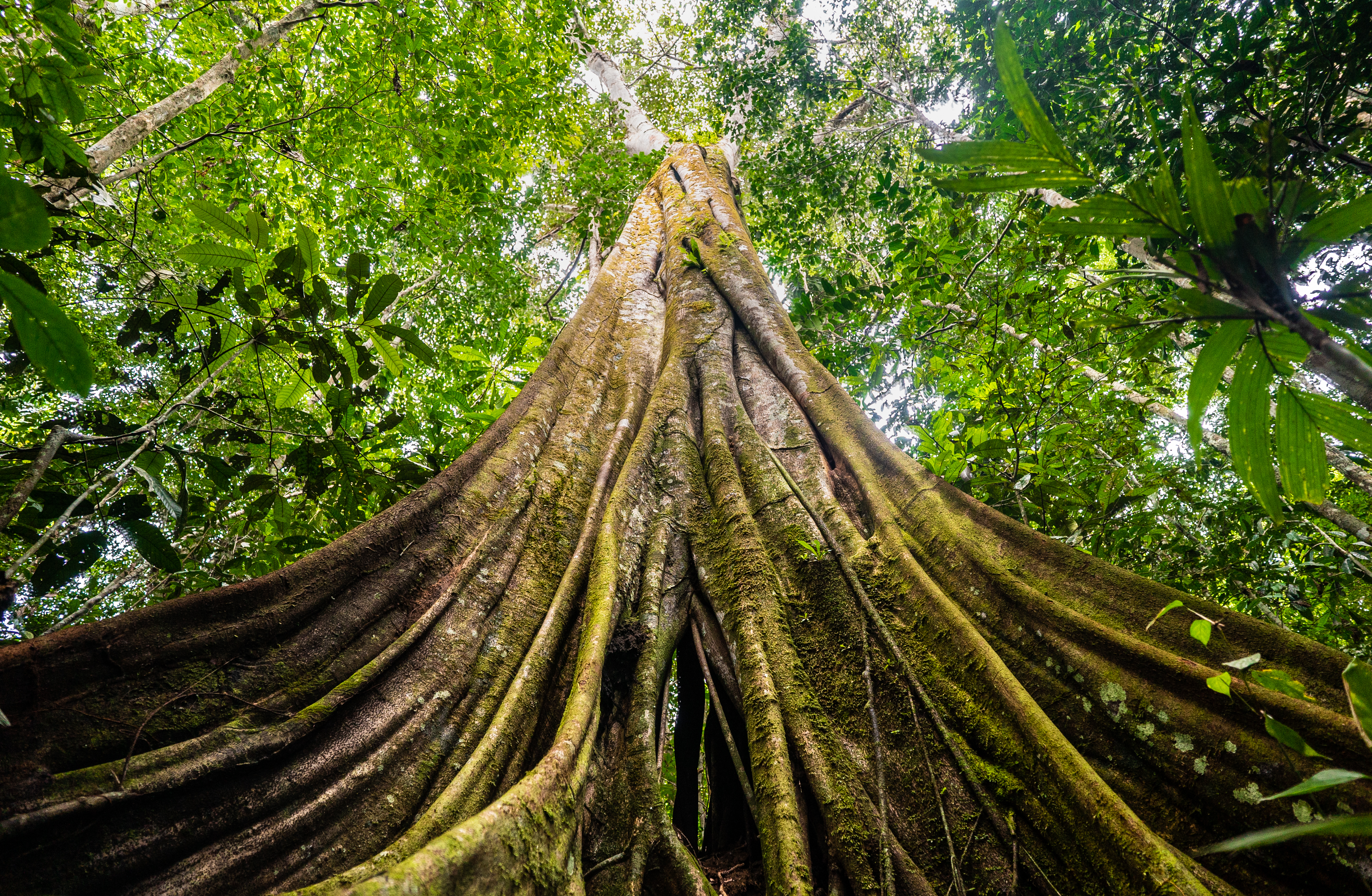 Tronco de árbol en la Amazonia colombiana. ©Luis Barreto/ WWF UK.