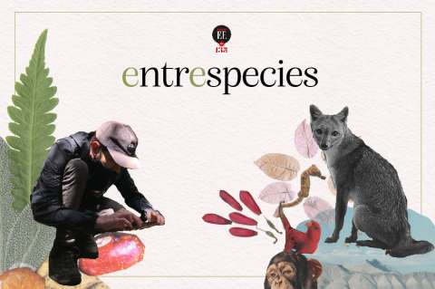 La vida secreta de los animales de carretera | Entrespecies