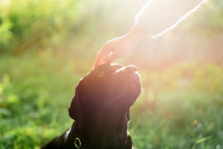 Licencia remunerada por muerte de mascotas: así puede aplicar al permiso laboral en Colombia
