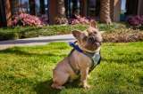 ¿Naturaleza para animales? El auge del “enverdecimiento” en espacios pet-friendly