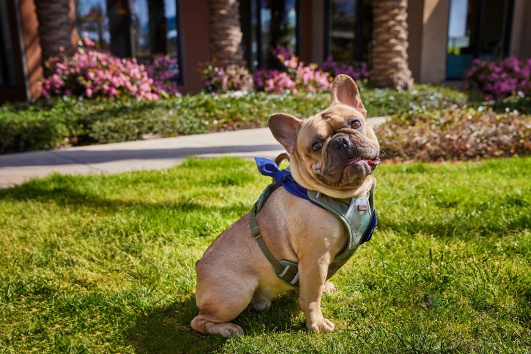 ¿Naturaleza para animales? El auge del “enverdecimiento” en espacios pet-friendly