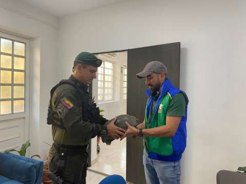 ¡Buenas noticias! Recuperan a 24 tortugas morrocoy en Barrancabermeja