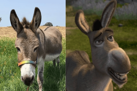 Adiós a Perry, el burro que inspiró al personaje de Shrek: esta es su historia