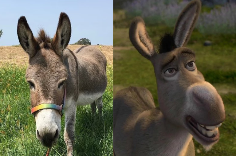 Adiós a Perry, el burro que inspiró al personaje de Shrek: esta es su historia