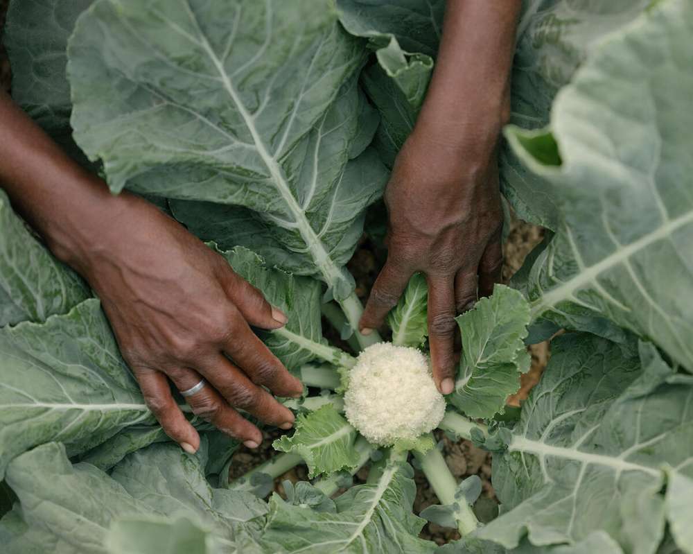Conocer el origen de nuestros alimentos es una forma de cuidar el planeta. Procurar consumir alimentos menos procesados y cultivados de forma sostenible es una forma de ayudar al planeta.