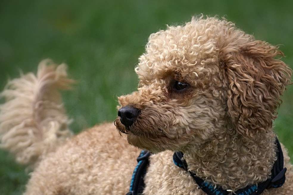 Razas de perros pequeños
