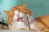 Acicalamiento compulsivo en gatos: qué es y cómo identificarlo