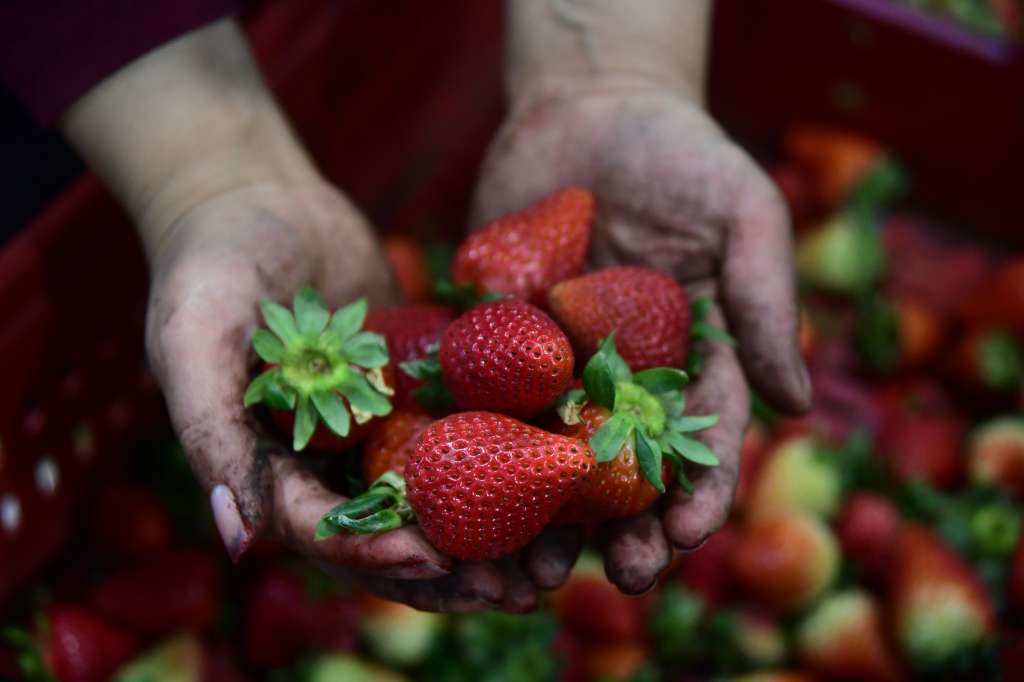 Aspectos varios de la venta de frutas y verduras de esta central de abastos ubicada en Bogotá
