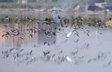 Científicos alertan que más de la mitad de las especies de aves migratorias está en declive
